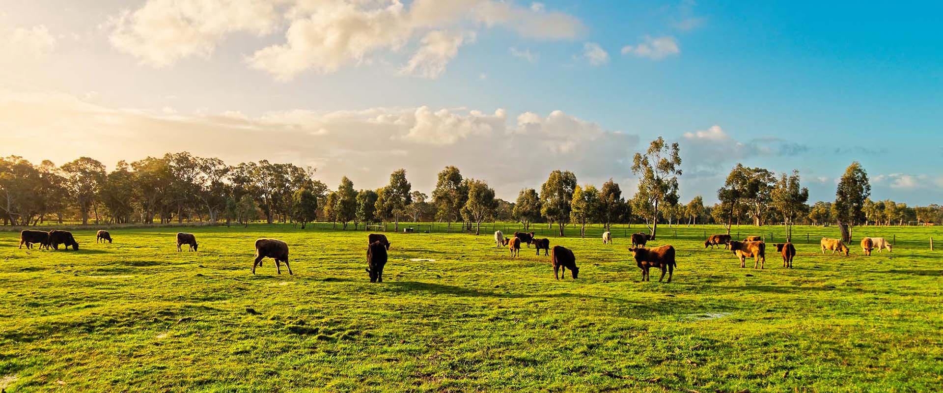 South Australia Public Holidays 2027